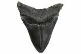 Fossil Megalodon Tooth - South Carolina #352193-2
